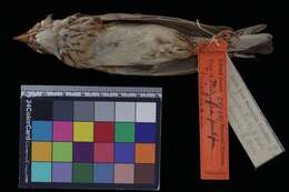 Image of Friedmann's Bush Lark