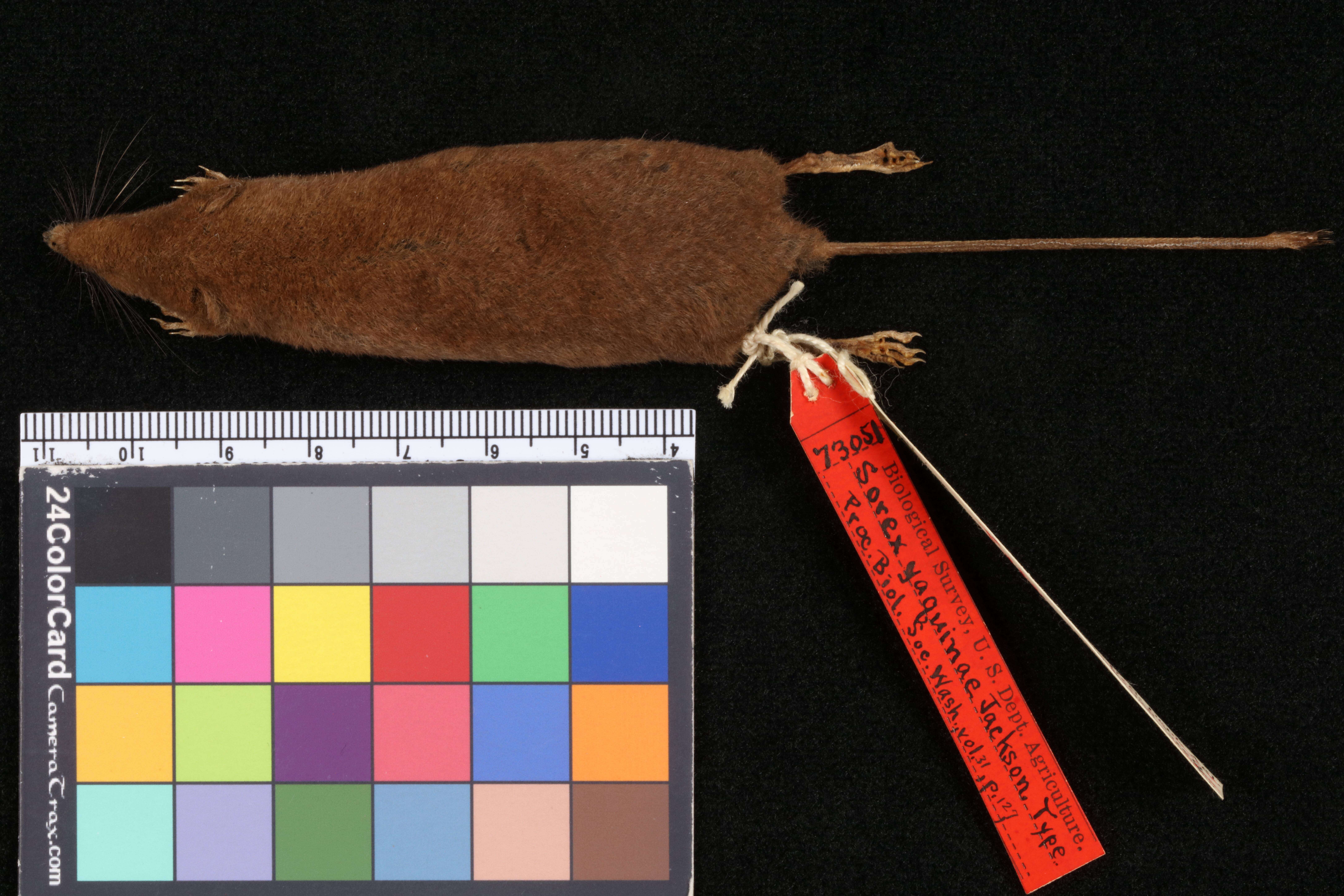 Image of Sorex pacificus pacificus Coues 1877