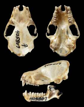 صورة Eptesicus furinalis (d'Orbigny 1847)