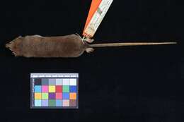 Image of Andean Slender Mouse Opossum