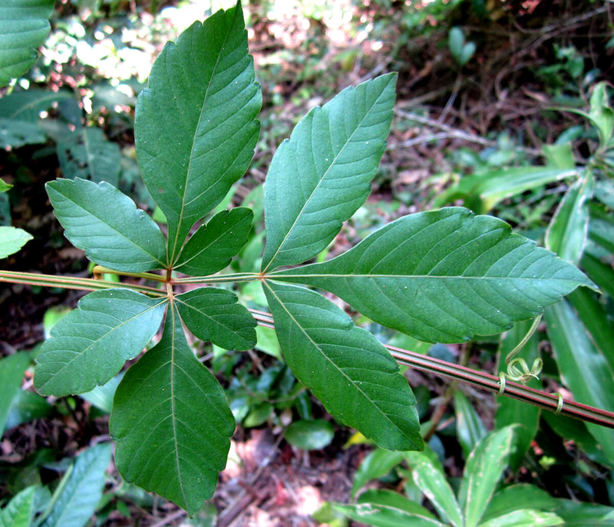 Image of Serjania cornigera Turcz.