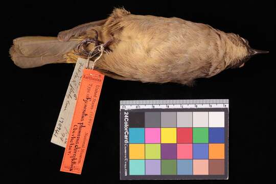 Image of Pycnonotus plumosus plumosus Blyth 1845