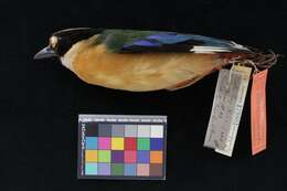 Image of Blue-winged Pitta