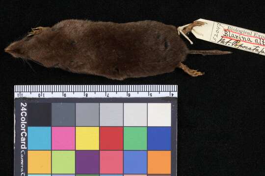 Image of Central Mexican Broad-clawed Shrew