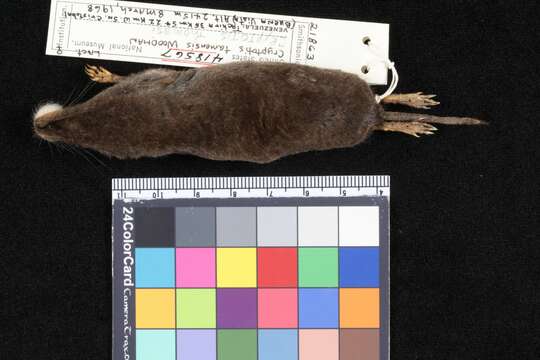 Image of Tamá Small-eared Shrew