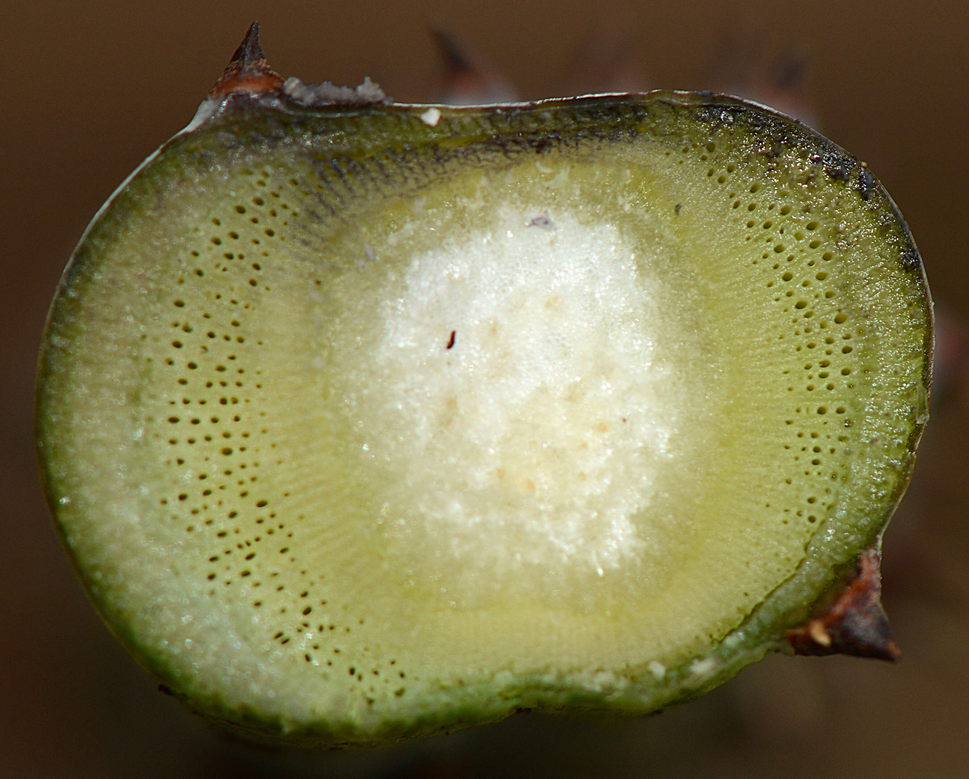 Image of Ampelopsis Michx.