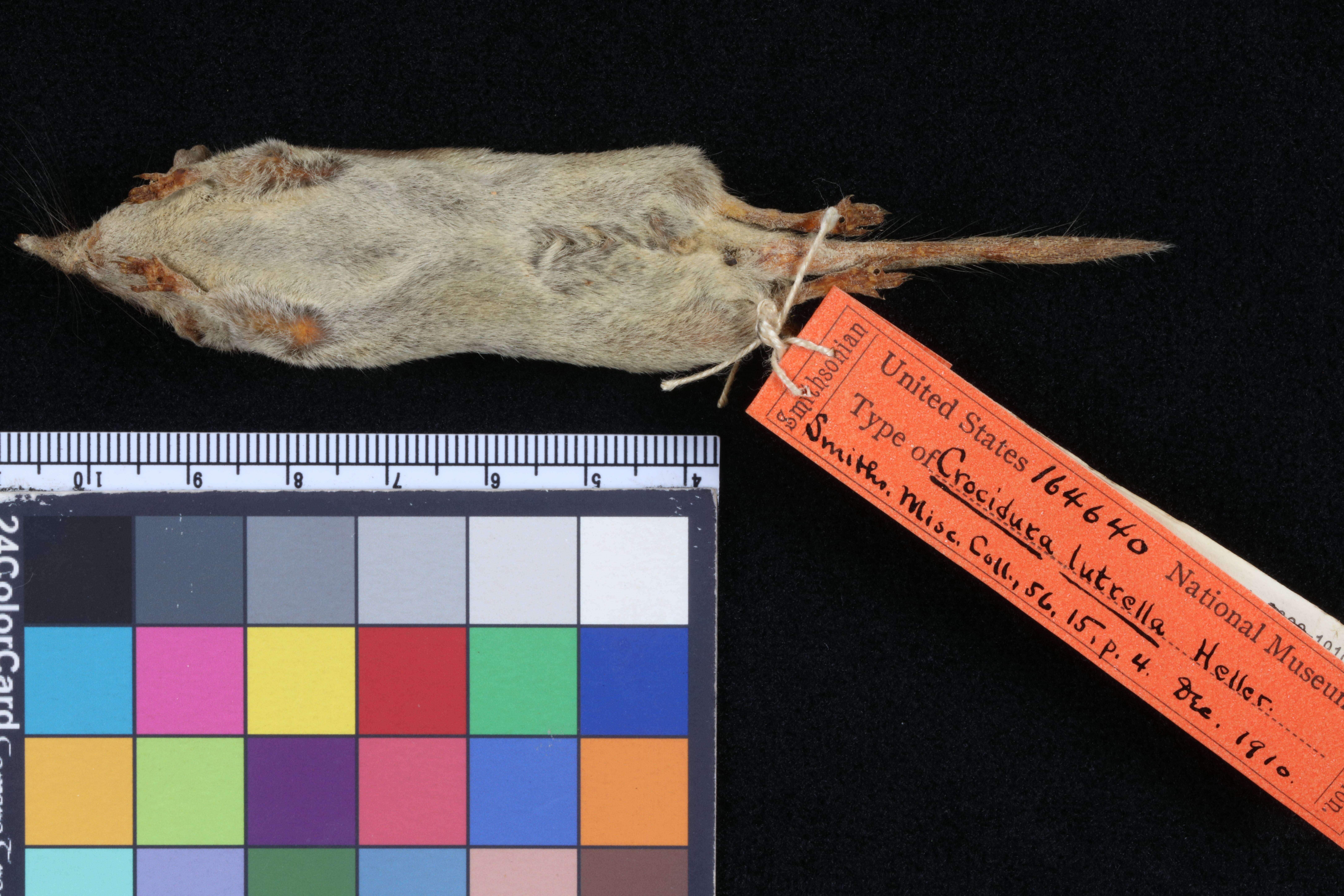 Image of Small-footed Shrew