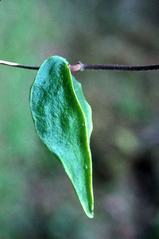 Gonolobus stephanotrichus Griseb.的圖片