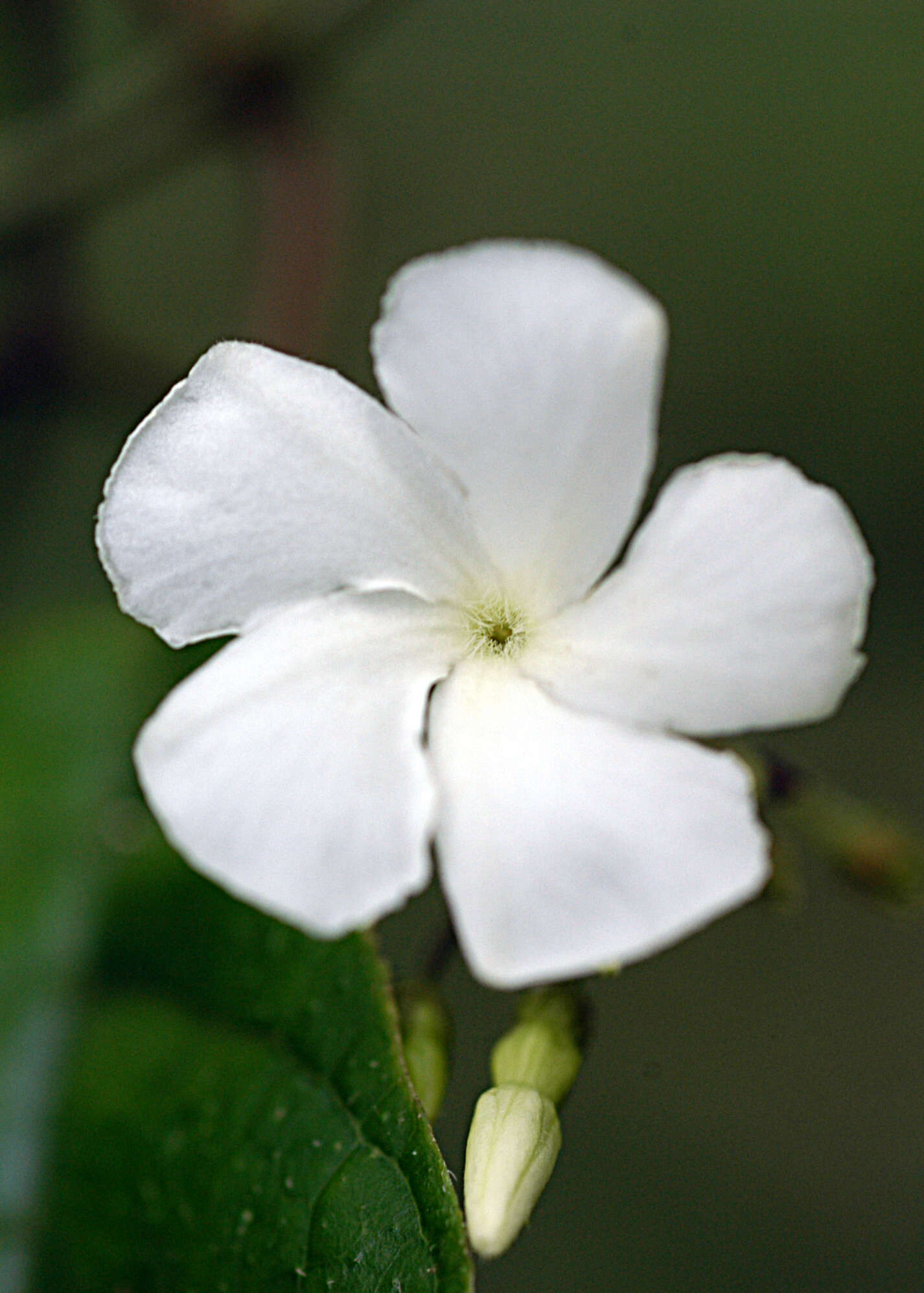 Image of Natal plum