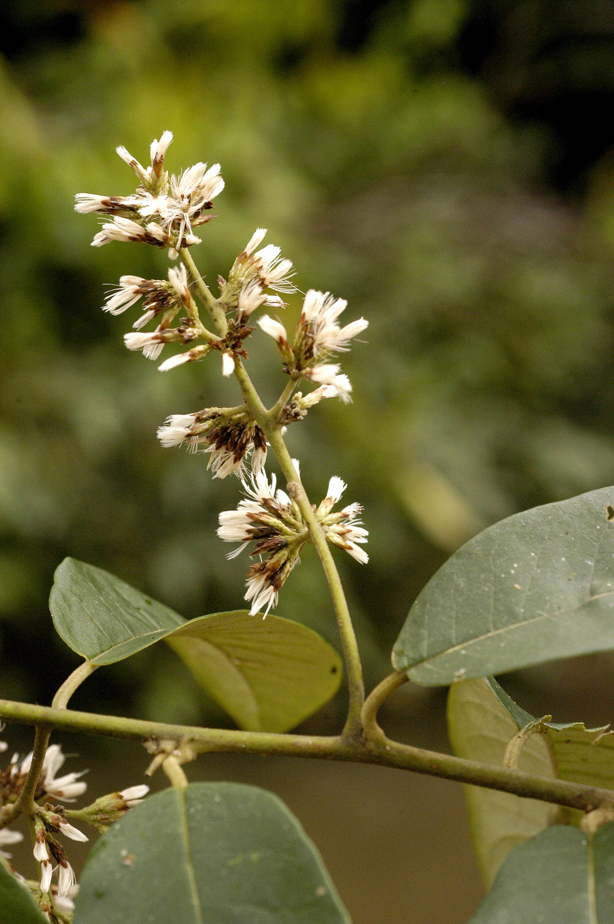 صورة Piptocarpha triflora (Aubl.) Benn. ex Baker