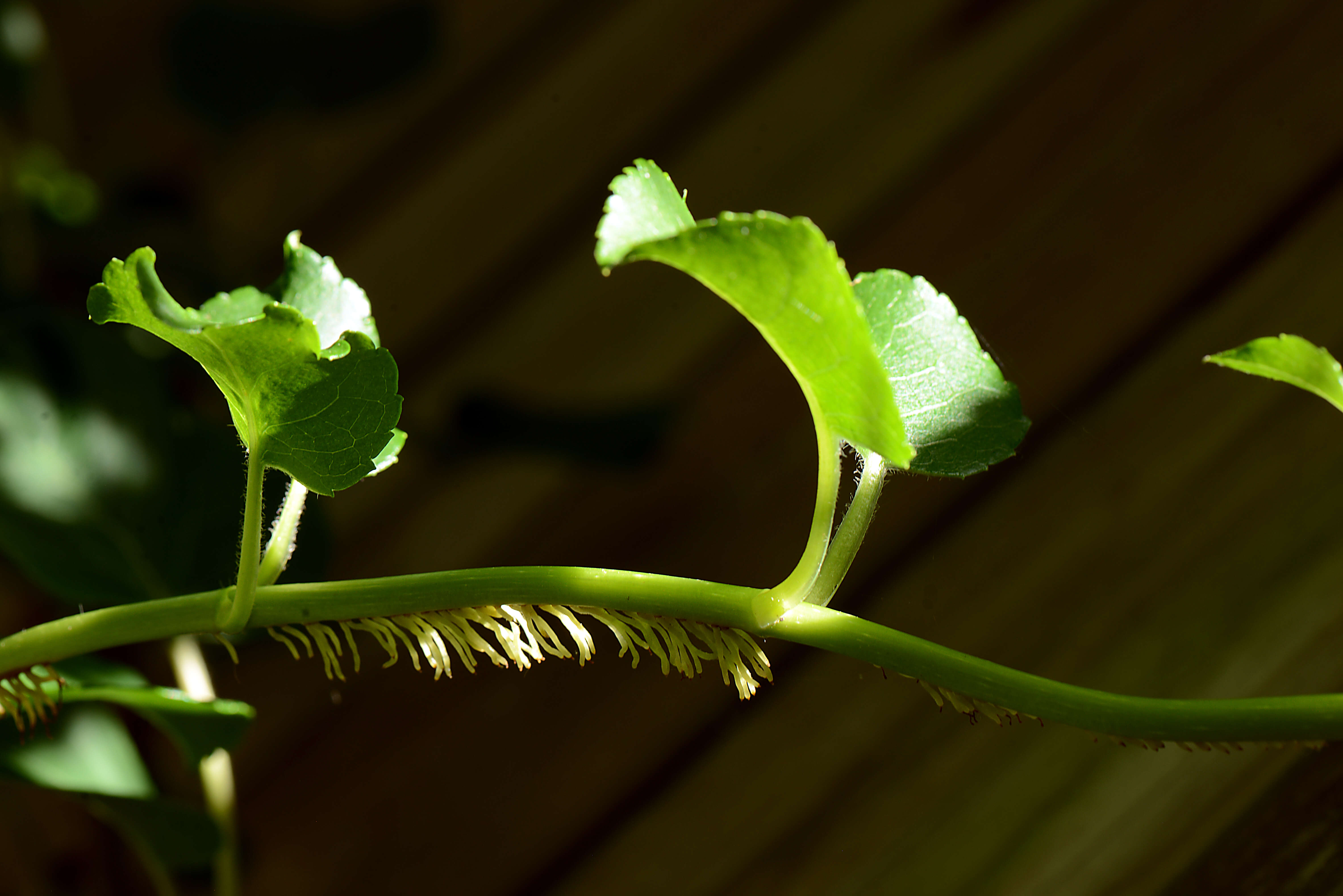 Image of Hydrangea L.