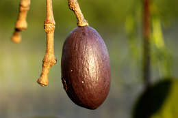 Image of Gnetum leyboldii Tul.