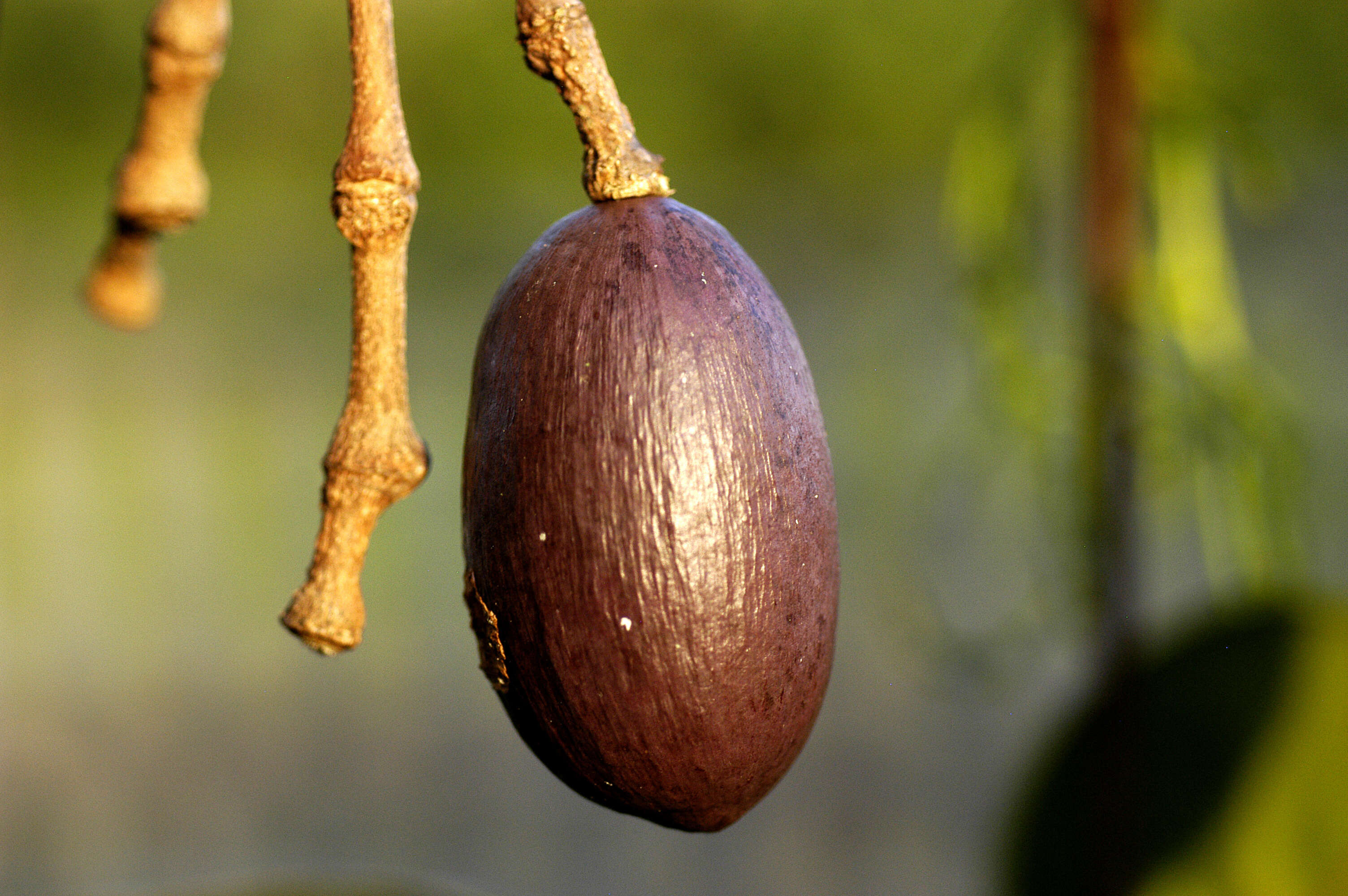 Gnetum leyboldii Tul. resmi