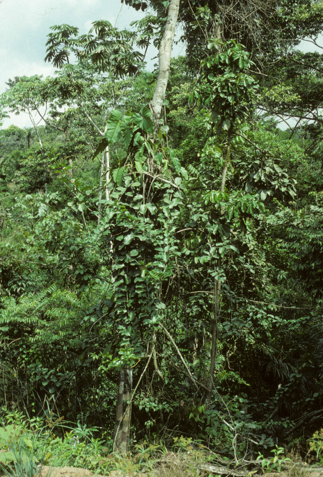 Image of Omphalea diandra L.