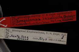 Image of Empidonax difficilis insulicola Oberholser 1897