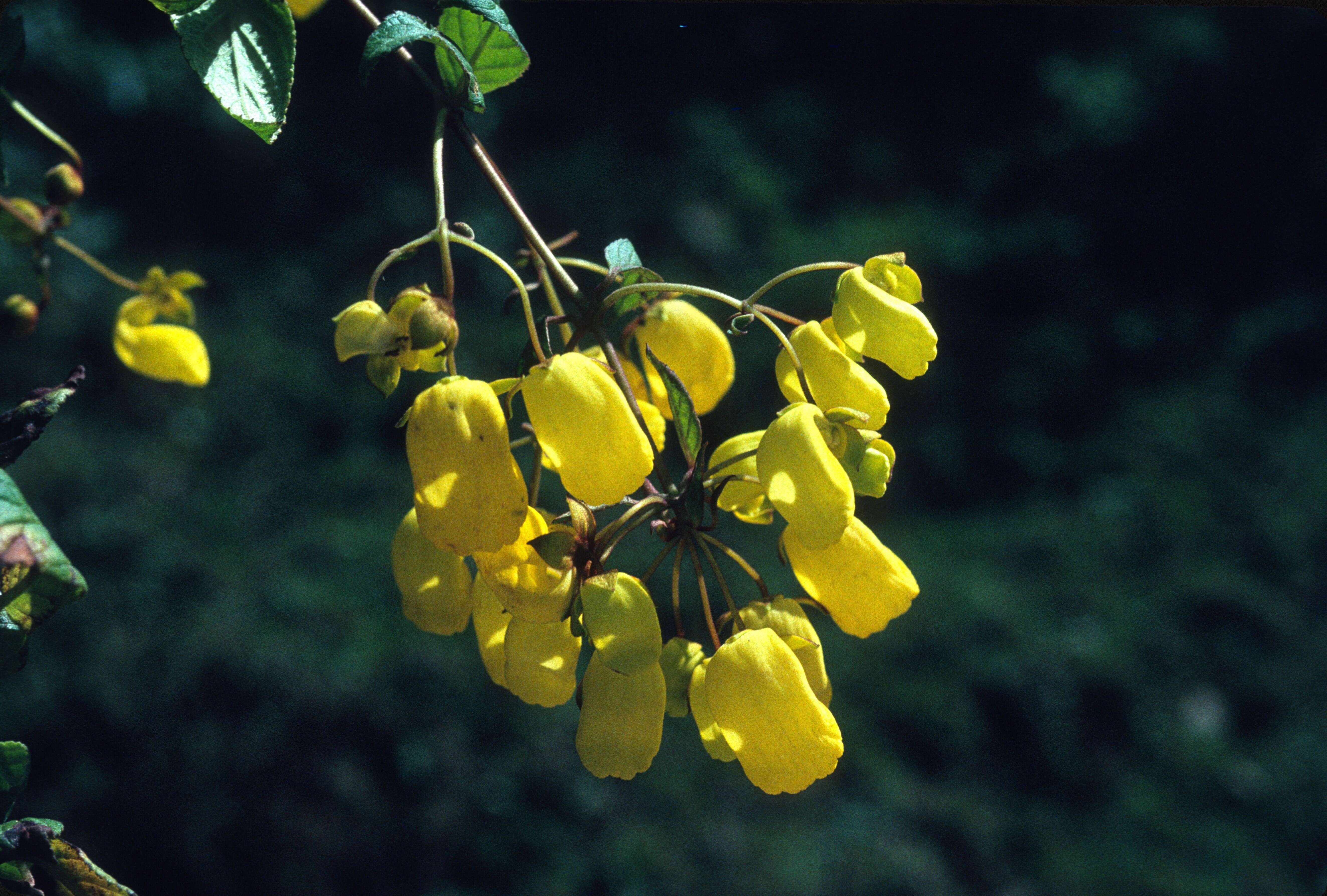 Image of Calceolaria boliviana (Britton ex Rusby) Pennell