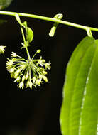 Image de Smilax purhampuy Ruiz