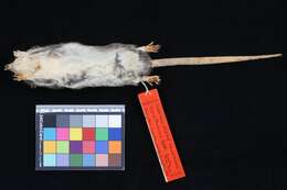 Image of Tate’s Fat-tailed Mouse Opossum