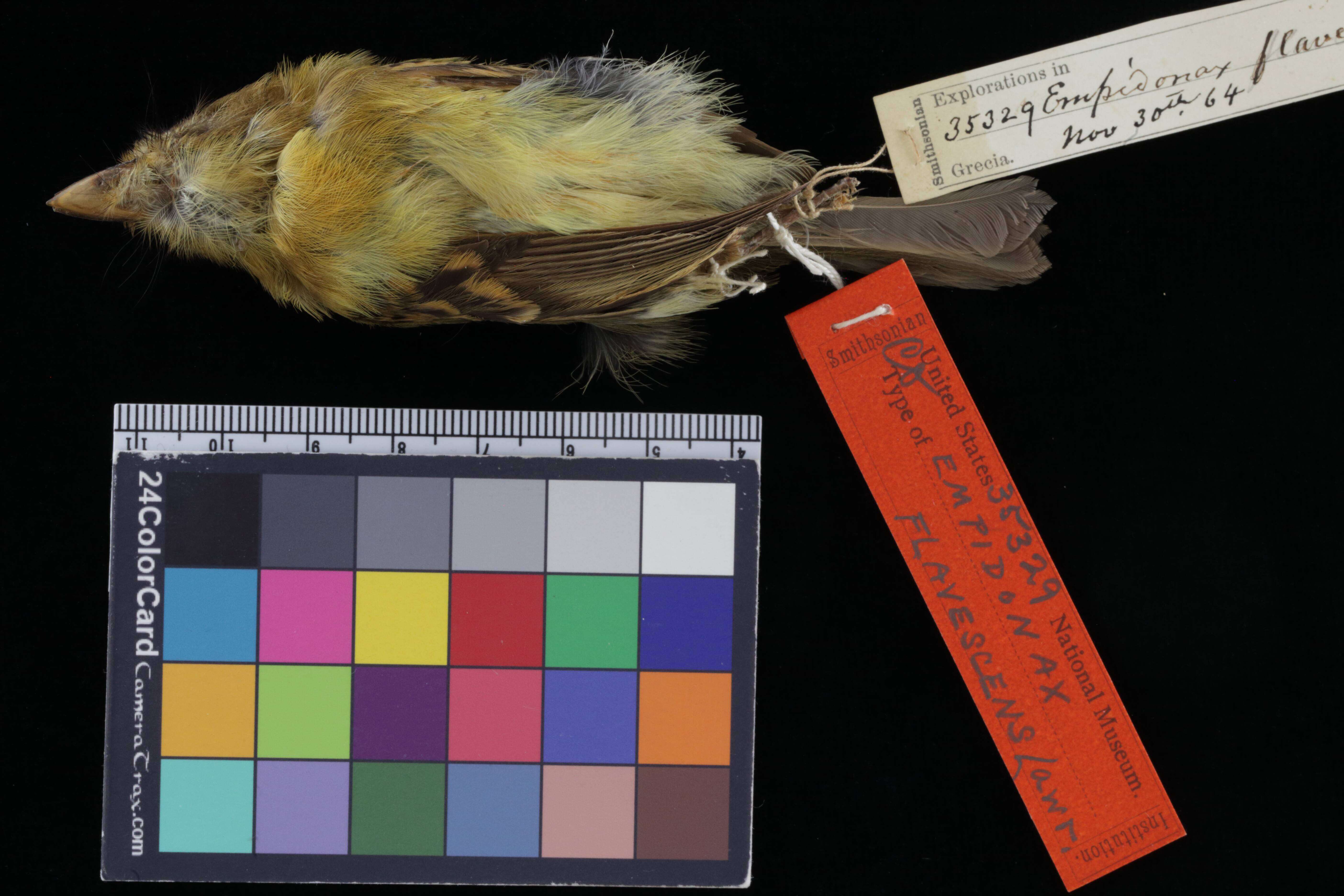 Image of Empidonax flavescens flavescens Lawrence 1865