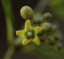 صورة Marsdenia clausa R. Br.