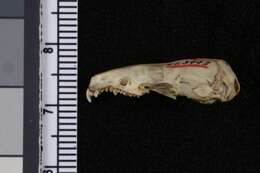 Image of Mount Kenya Mole Shrew