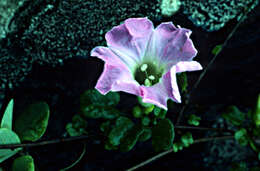 Image de Ipomoea eggersii (House) D. F. Austin