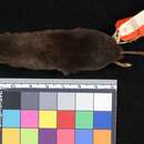 Image of Guatamalan Small Eared Shrew