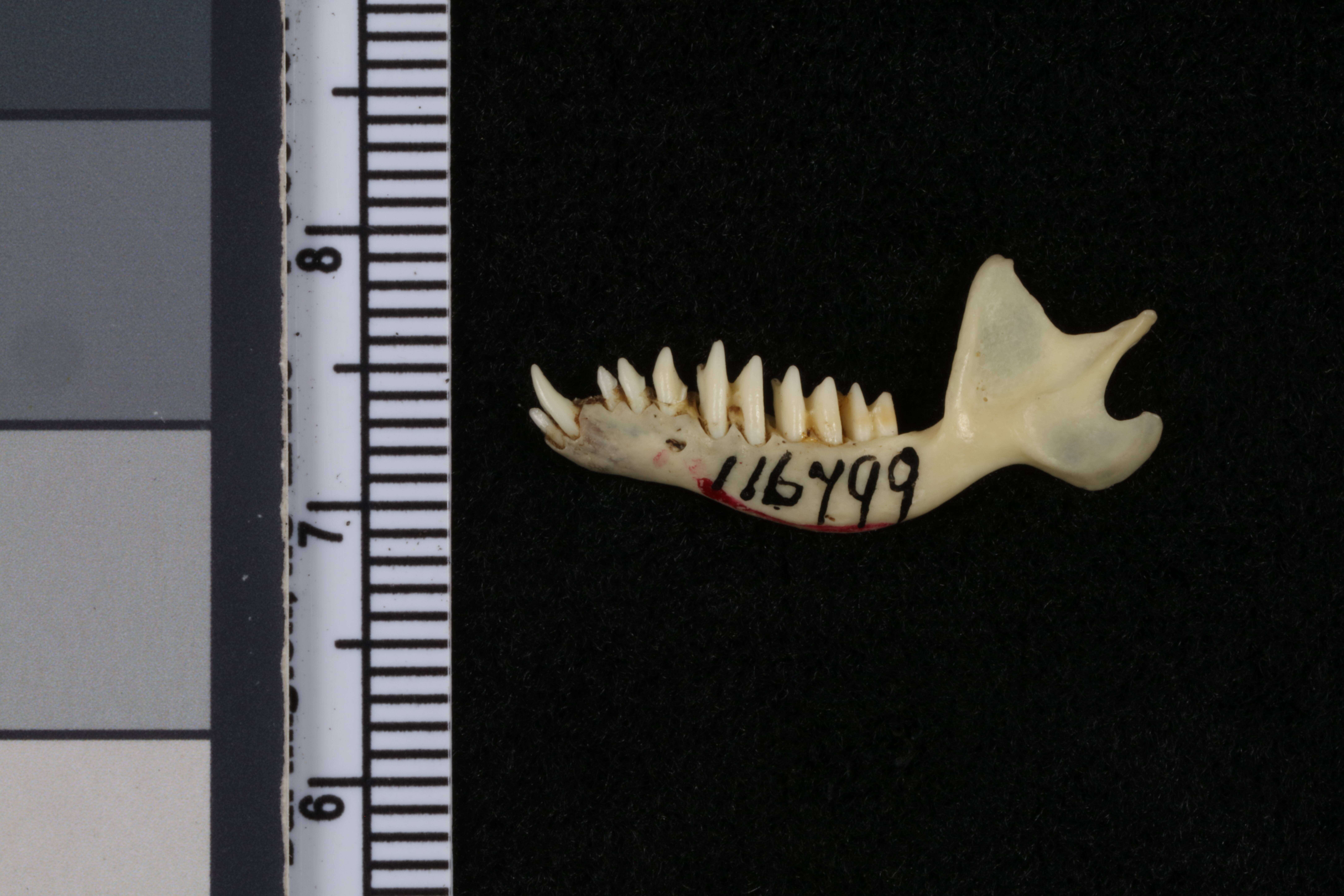 Image of Scalopus aquaticus caryi Jackson 1914