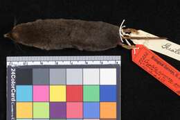 Image of Merriam's small-eared shrew