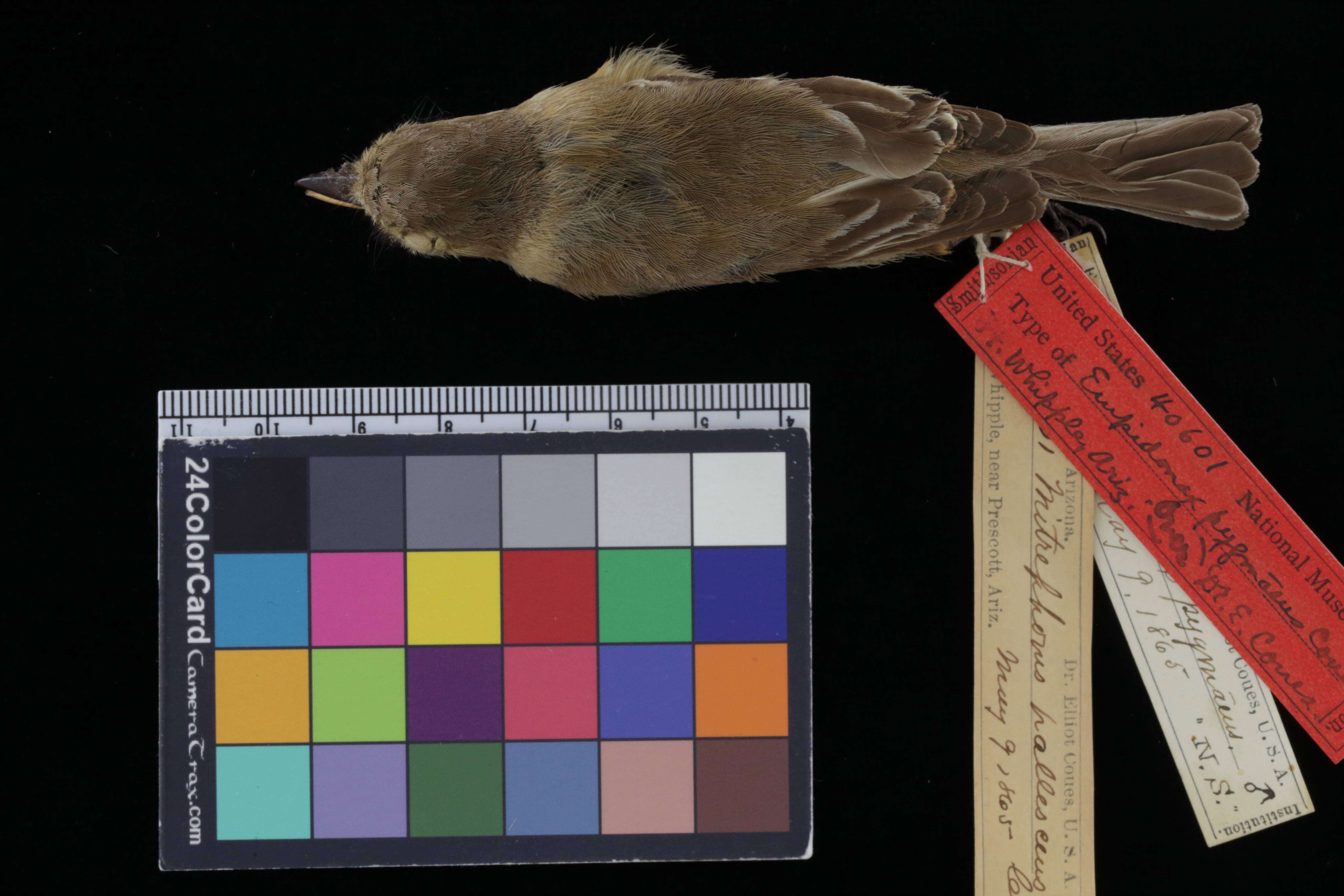 Image of Empidonax fulvifrons pygmaeus Coues 1865