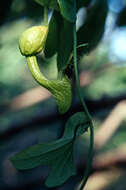Image of Aristolochia surinamensis Willd.