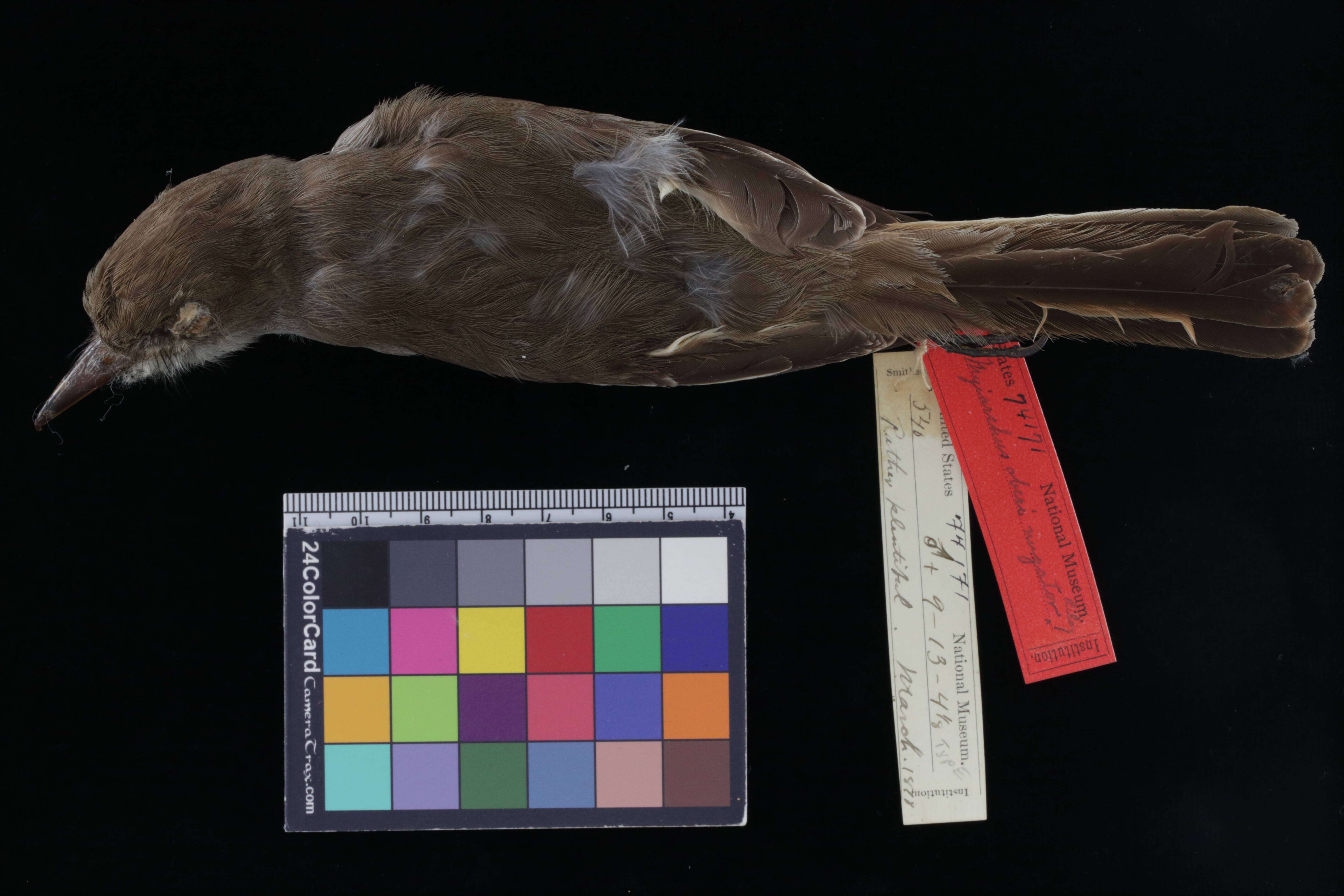 Image of Grenada Flycatcher