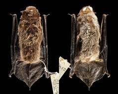 Image of Brazilian brown bat