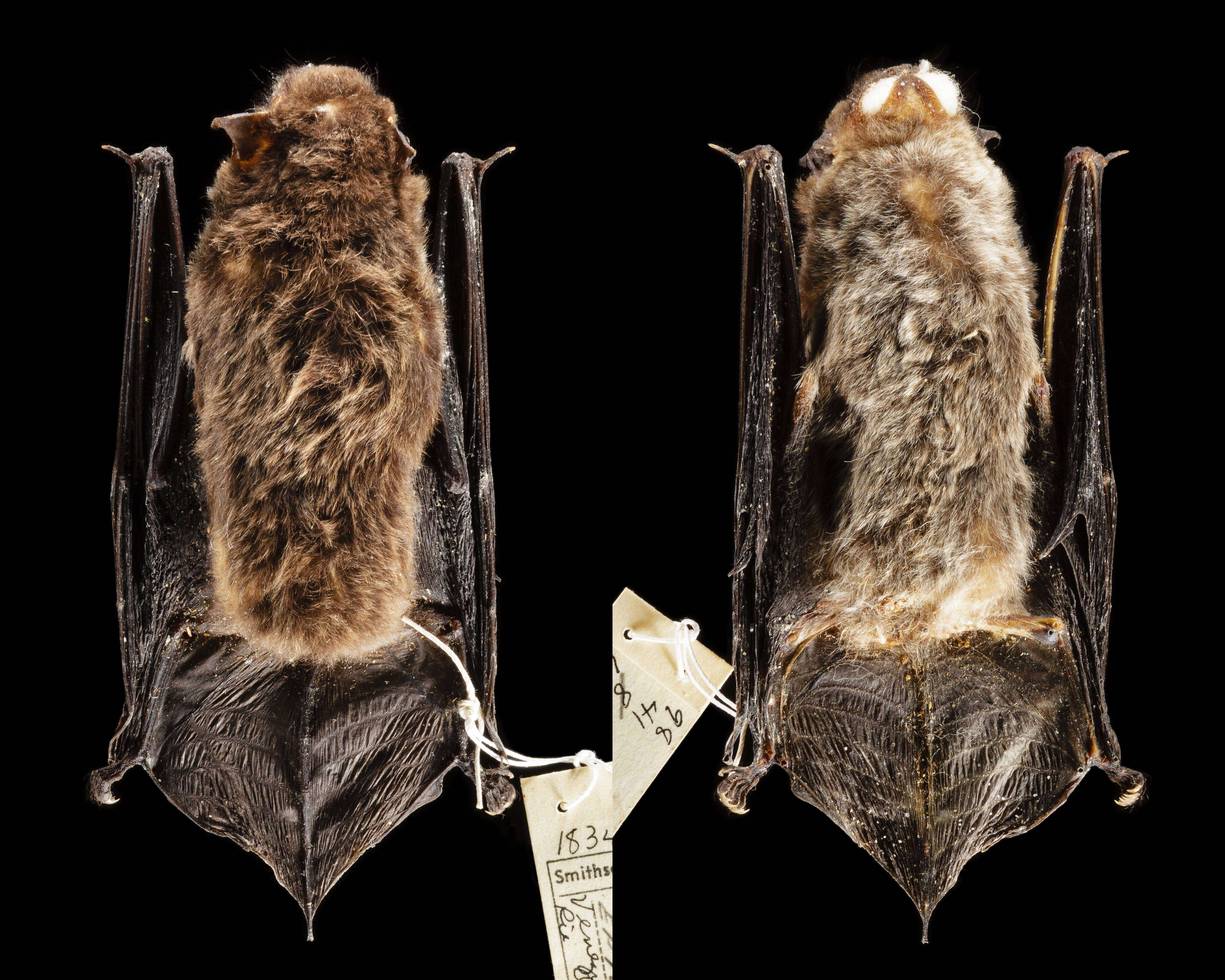 Image of Brazilian brown bat