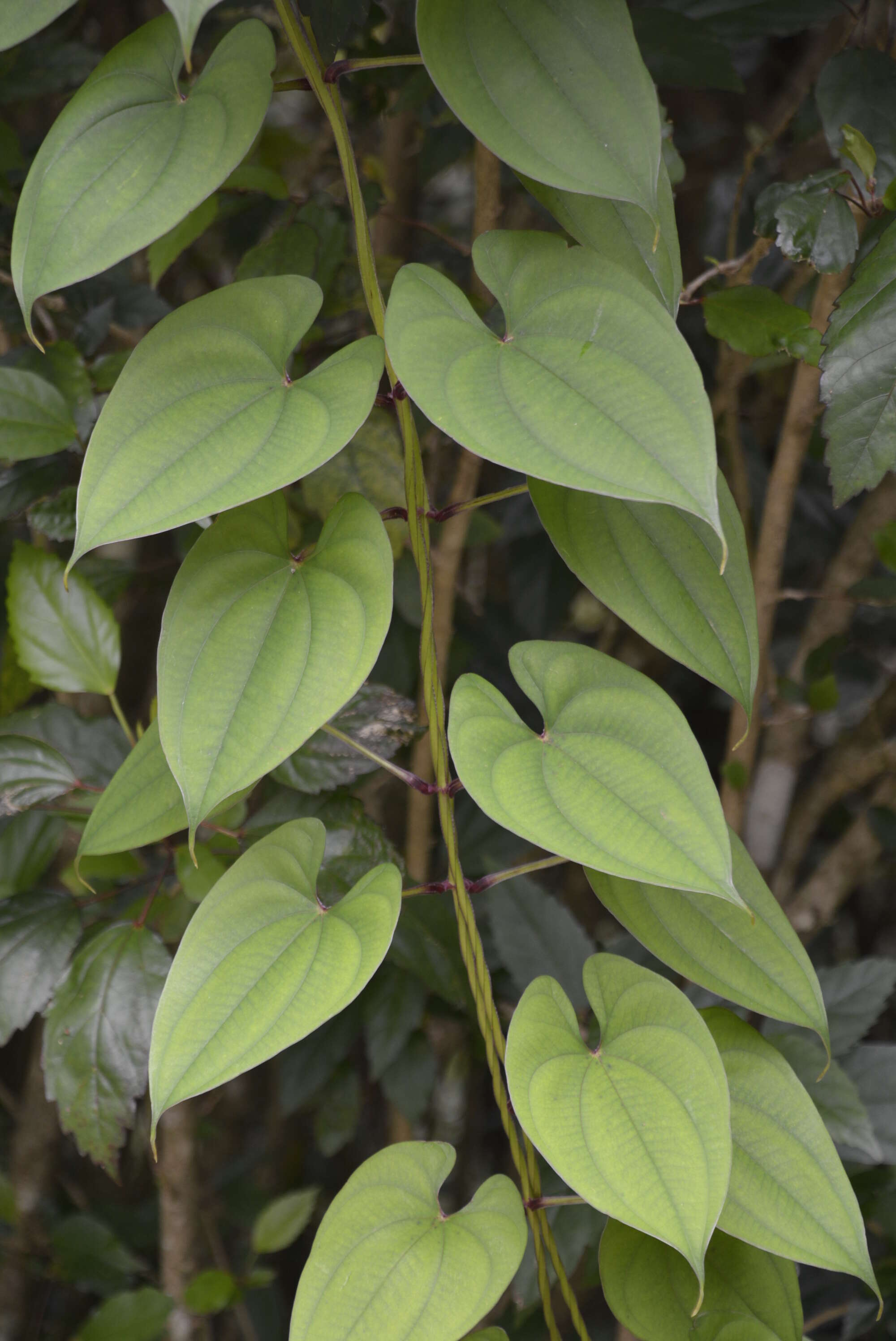 Imagem de Dioscorea alata L.