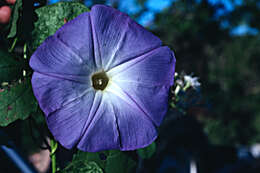 Image of Ololiuqui or Mexican Morning Glory