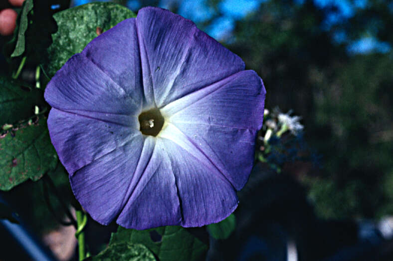 Image of Ololiuqui or Mexican Morning Glory