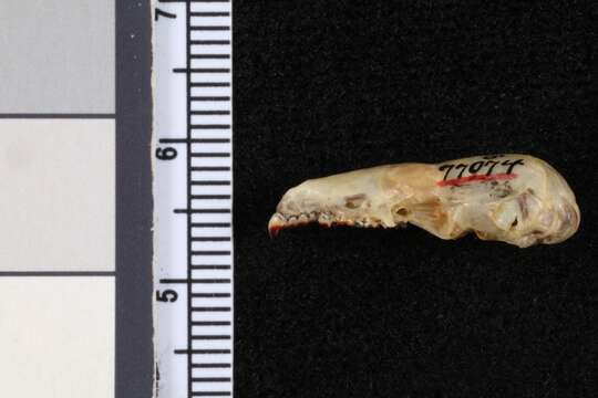 Image of Goodwin's small-eared shrew