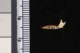 Image of Talamancan Small Eared Shrew