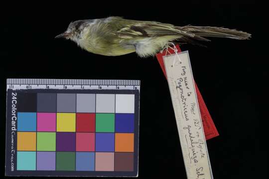 Image of Plumbeous-crowned Tyrannulet