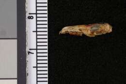 Image of Inyo Shrew