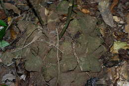 Image of Dioscorea Plum. ex L.