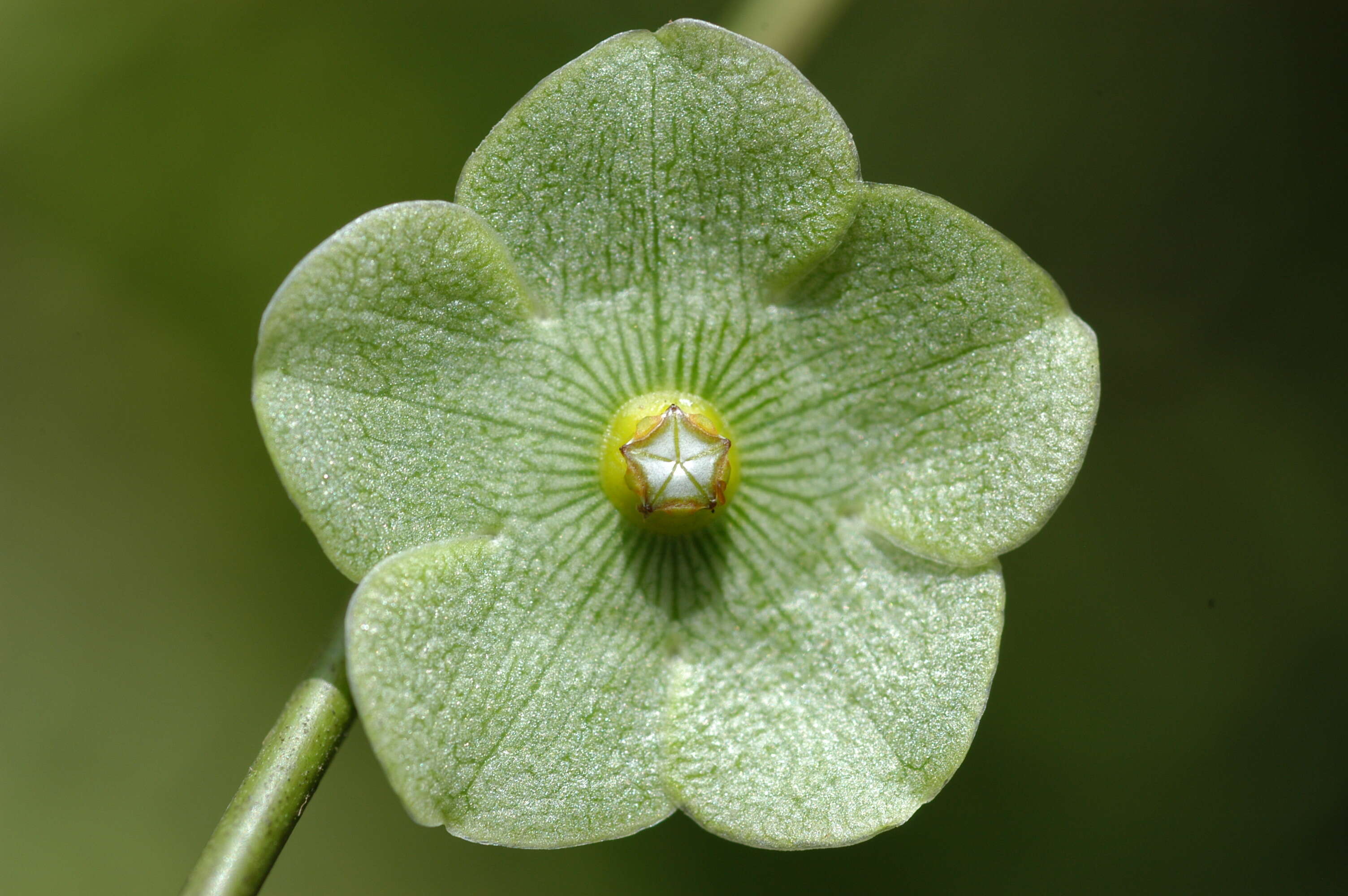 Image of San Lorenzo milkvine