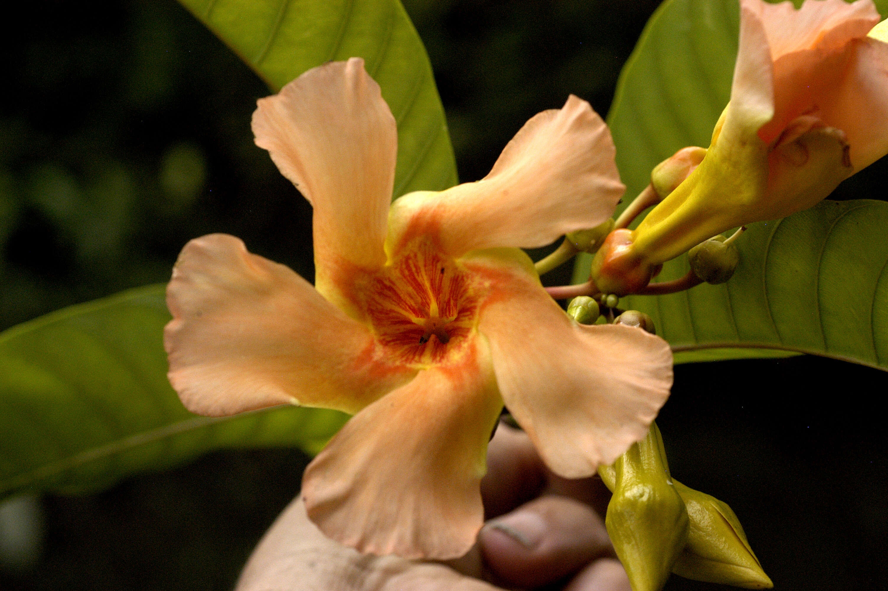 Image of Odontadenia macrantha (Roem. & Schult.) Markgr.