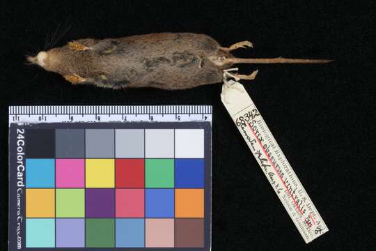 Image of Chestnut-bellied Shrew