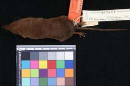 Image of Mindoro Shrew