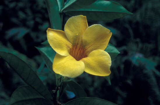 Image of golden trumpet