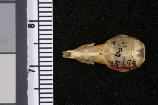 Image of Mexican Long-tailed Shrew