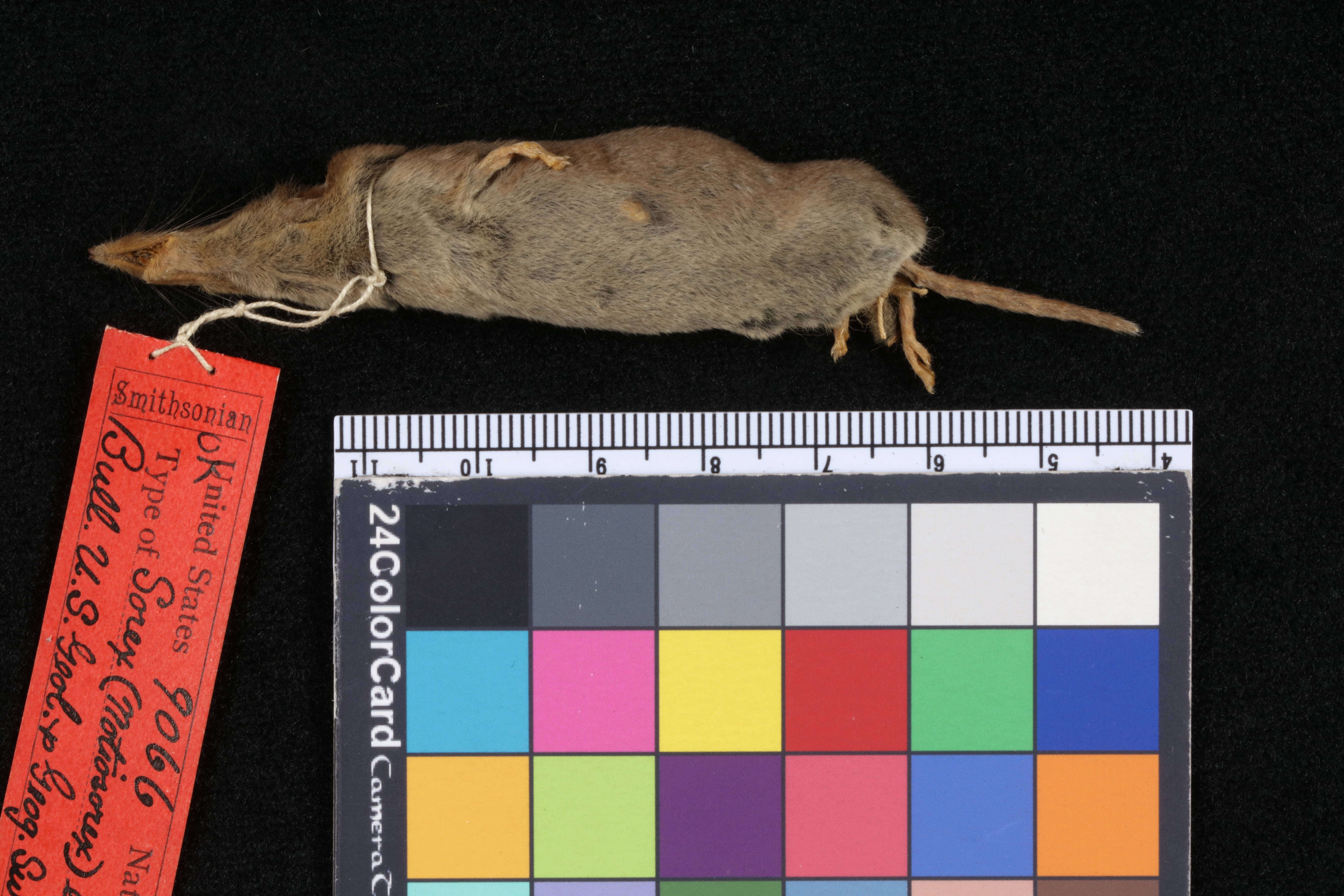 Image of Large-eared Gray Shrew