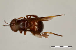 Слика од Hypselosyrphus vexillipennis Reemer 2013